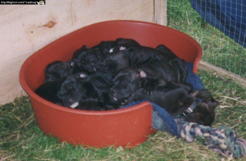 puppies.jpg - 56 Kb